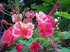 Exotic 10 Caesalpinia pulcherrima PINK Flower, PINK Pride of Barbados Seeds - £10.35 GBP