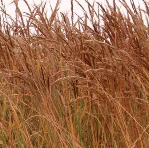 300 ORNAMENTAL INDIAN GRASS SEEDS PERENNIAL - $4.00