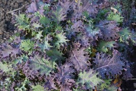 FRESH 500 Romanesco Broccoli Seeds  Heirloom - £9.42 GBP