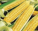 100 Early Golden Bantam Sweet Corn Seeds Non Gmo Heirloom #Cornseeds Fas... - £13.60 GBP