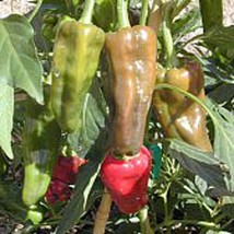 USA SELLER Santo Domingo Pueblo Hot Peppers Seeds Fast Shipping - $9.80