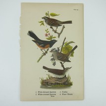 Bird Lithograph Print White Throated Sparrow Towhee Water Thrush Antique 1890 - £15.79 GBP