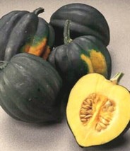 Squash Seeds Acorn Table King Winter Squash Seeds Non Gmo Squash 35Ct - $7.99