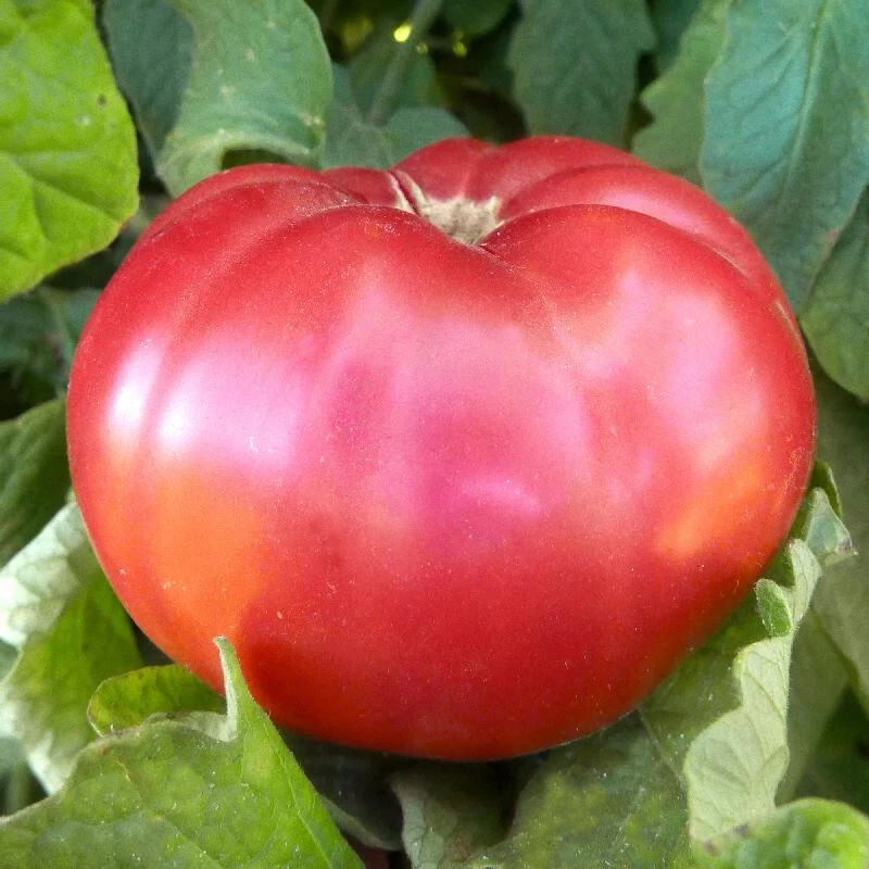 50+ GIANT BELGIAN PINK HEIRLOOM TOMATO SEEDS HEIRLOOM FRESH HARVEST FOR ... - $7.34