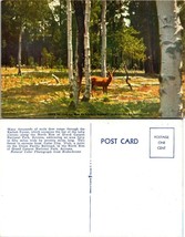 Arizona(AZ) Kaibab Forest Grand Canyon National Park Mule Deer Vintage Postcard - £7.51 GBP