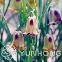 Lily Turk S Cap Lilium Martagon Miss Feya Pink White 3 Bulbs Garden USA SELLER - £24.71 GBP