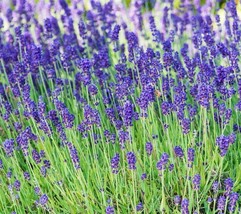 US Seller Lavender Seeds 100 Herbs Perennial Garden Plants Aroma Culinary Fast S - £8.35 GBP