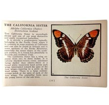 California Sister Butterfly 1934 Butterflies Of America Insect Art PCBG14C - £15.72 GBP