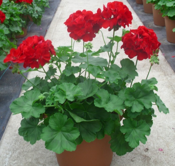 10 Fresh Seeds Bullseye Red Geranium Flower Seeds & Bulbs