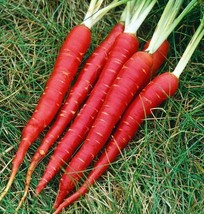 Carrot Seed Veggie Blood Red Atomic 150 Seeds Garden Anti oxidant - £10.42 GBP