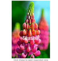 200 Seeds Mix Color Lupine Plant Annual Succulent Groundcover Flower Gardening - £12.45 GBP