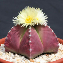 Astrophytum myriostigma PURPLE nudun cacti rare color cactus seed 100 SEEDS - $29.99