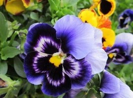 40 Pansy Flower Be81026-44 Gardening USA SELLER - £10.50 GBP