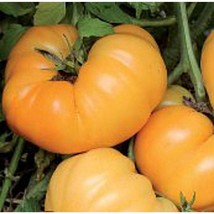 Dr Wyche&#39;S Yellow Tomato  10 Seeds  Garden Beautiful USA SELLER - £4.17 GBP