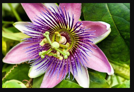 Blue Crown Aka Vine Blue Alato Caerulea Passiflora Passion Fruit Starter Plant F - $37.03