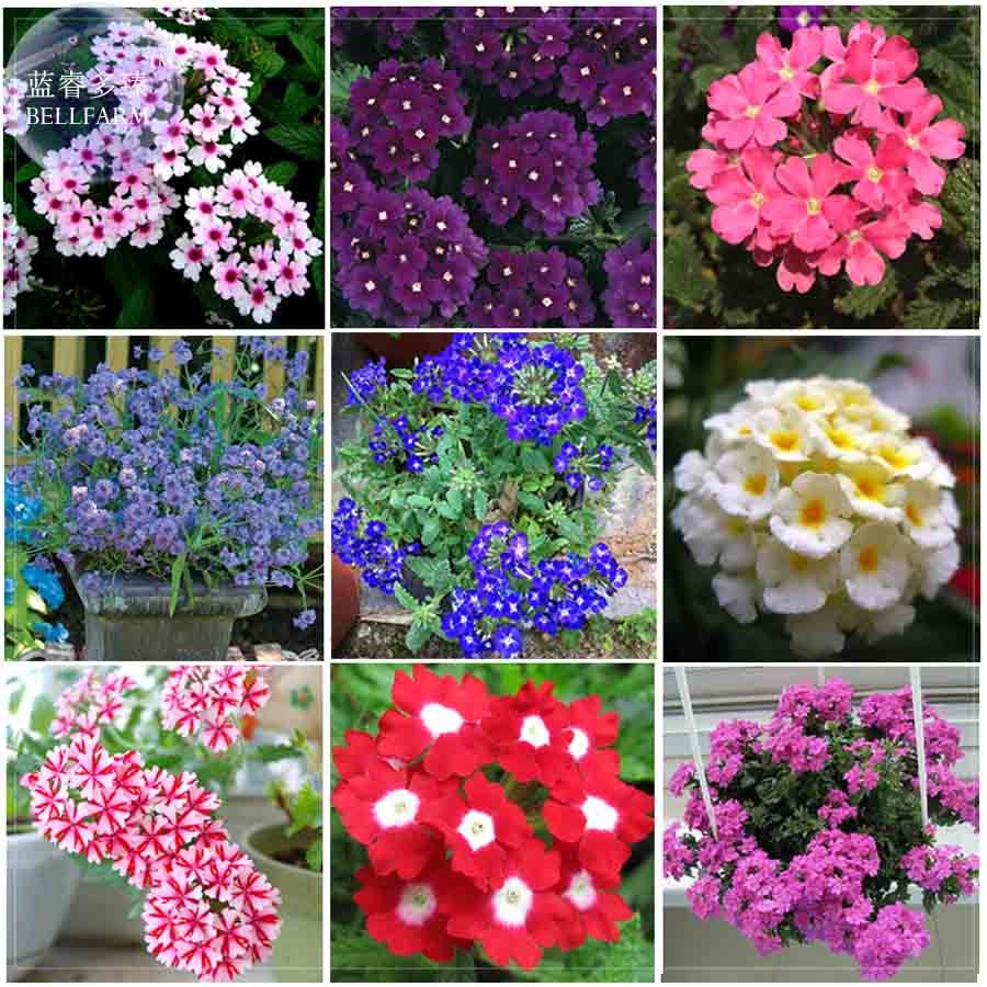 Verbena A Voss Plant Seeds 80 Seeds Essentials Long Flowering Garden - $2.94