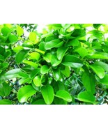 Tiliacora Triandra (Ya-nang) Powder – Natural Detox &amp; Immunity Booster Herb - $24.75