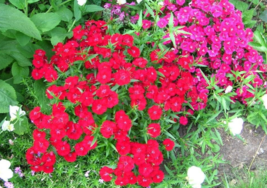 100 Pc Seeds Red Cardinal Dianthus Flower, Dianthus Caryophyllaceae Seeds | RK - £13.38 GBP