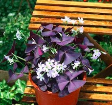 Worldwide Shipping 100Pcs Red Oxalis Seeds - £9.96 GBP