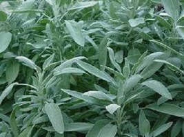 100 Broad Leaf Sage Seeds Herb Seeds (Perennial) Fresh Garden USA SELLER - £16.25 GBP