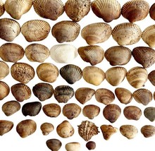 Sea Shells Maine Coast Lot Of 63 Wells Beach Bar Harbor Color/Type Varie... - $37.50