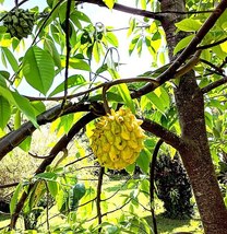 Fruit Tree: Rollinia Mucosa/Anon Cimarron Live Plant - £66.04 GBP