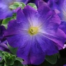 USA Seller 2R9D4 Sophistica Blue Morn Pelleted Petunia Seeds 100 Seeds Seeds - £45.43 GBP