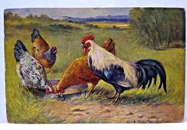 Roosters Chickens Hens Wildlife Postcard 1907 Signed Muller Germany Serie 216 - £10.60 GBP