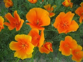 Poppy Cali Nia Orange 500 Seeds  - £4.59 GBP