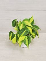 4&quot; Pot Philodendron Brazil, Philodendron Brasil, Rare LIVE Brasil - £27.24 GBP
