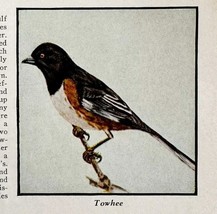 Towhee Bird Print 1931 Blue Book Birds Of America Animals Art PCBG21C - $19.99