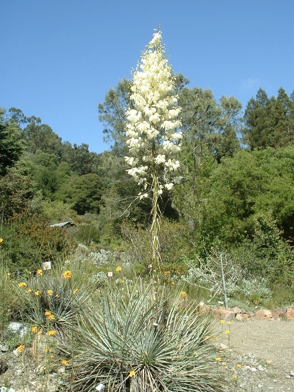 Chaparral Yucca Hesperoyucca Whiplei Our Lords Candle 30 Seeds Fresh Gar... - $14.99