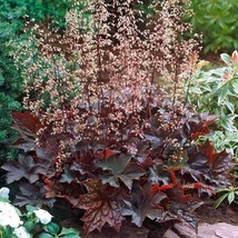 50 Palace Purple Coral Bells Heuchera Flower Seeds New Fresh US Shipping - $11.98