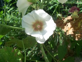 20 SEEDS WHITE HOLLYHOCK HEIRLOOM SEEDS INSTANT GARDEN MAGIC - £6.40 GBP