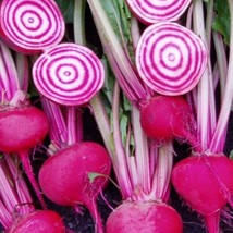 USA Seller Chioggia Beet Seeds Organic Fast Shipping - $12.25