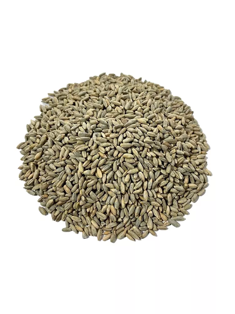 Fresh Rye Berries 5 Pound Bag High in Fiber and Iron - £23.55 GBP