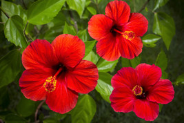 Fresh Seeds 10 Luna Red Hardy Hibiscus Moscheutos Flower Small Bush Seeds - £12.82 GBP