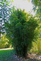 SD 50 Gracilis Bamboo Seeds Privacy Plant Garden Clumping Shade Screen F... - $12.11