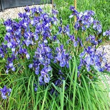 Iris Missouriensis- 50 Seeds Fresh Garden Usa Seller - £5.52 GBP