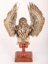 Stuffed Little Owl (Athene Noctua) Taxidermy standing Mount #5 - £258.43 GBP