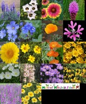 350 Seeds Wildflower Mix Xeriscape Western U.S. Drought Tolerant Flowers... - £6.37 GBP