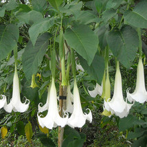 10 Seeds Brugmansia Suaveolens Brazilian White Fresh Seeds Garden - $19.38