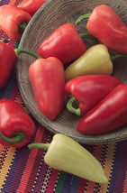 Mariachi Pepper 10 Seeds Mildly Hot Garden Fresh USA Shipping - $19.98