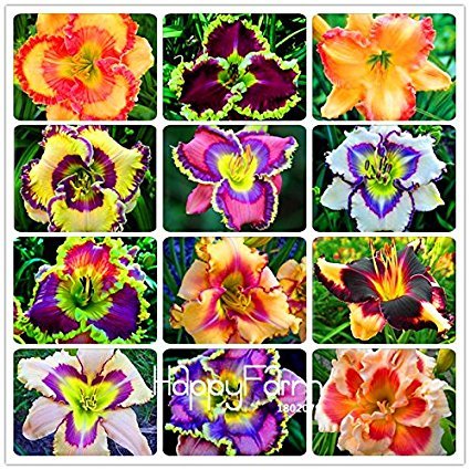 Taglilie Blumen Samen Hemerocallis Lily Seeds For Indoor Bonsai Supply G... - $7.16