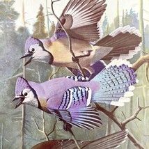 Northern Blue Jay Canada Jay 1955 Plate Print Birds Of America Nature Art DWEE32 - £31.44 GBP