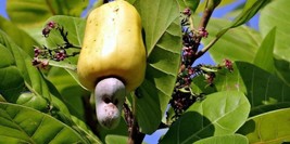 pick leaves or seeds  cajuil, marañón Cashew Anacardium occidentale - £10.27 GBP+