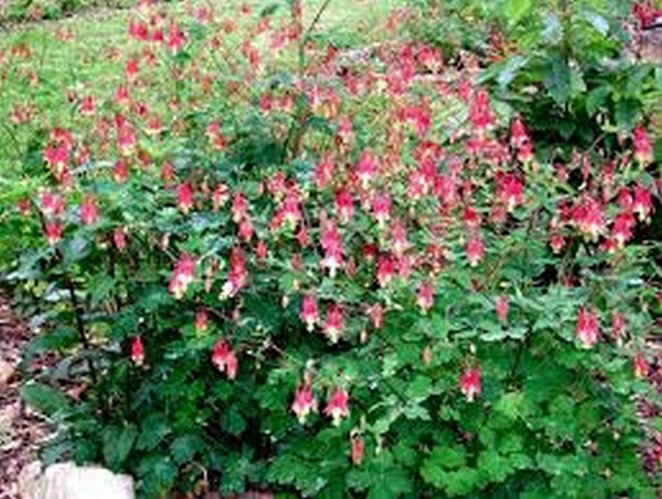 Primary image for 50 Pcs Red Eastern Columbine Flower Seeds #MNSS