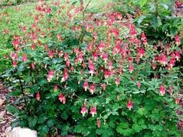 50 Pcs Red Eastern Columbine Flower Seeds #MNSS - £12.17 GBP