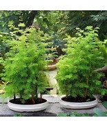 100 Seeds Grove&#39; Dawn Redwood Bonsai Tree - $12.51