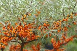 Sea Buckthorn Seaberry Hippophae Rhamnoides 50 SeedsFrom US  - $8.35